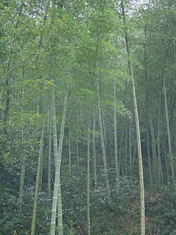 竹林の生態的特徴と日本の環境における歴史的・防災的側面