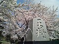 山頂の王将碑と桜