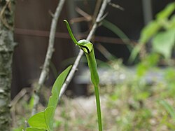 半夏生(はんげしょう)の概要と歴史的風習