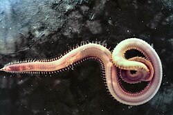 海洋に生息する無脊椎動物の生態