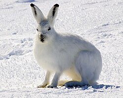 ホッキョクウサギの生態と特徴
