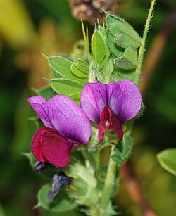 マメ科：植物学的特徴と人間社会との関わり