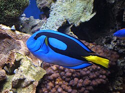 ドリーのモデルであるナンヨウハギ