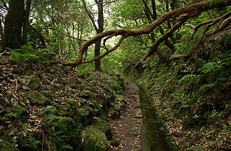 照葉樹林の生態と分布