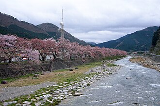 智頭町の桜土手