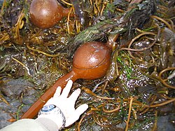 ブルウキモを浮かせる気胞
