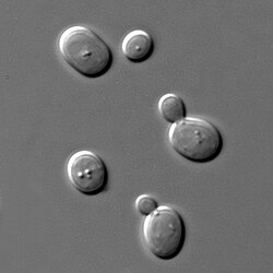 酵母(イースト)の生物学的特徴と利用