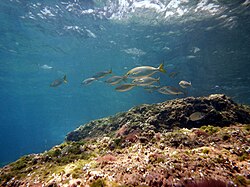 岩礁付近に生息する魚類