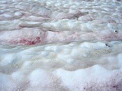 氷雪藻:極限環境に適応する雪上・氷上の微細藻類