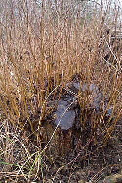 萌芽更新:樹木の伐採と森林再生の仕組み