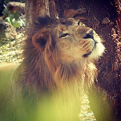 ライオンのマーキング
