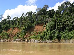アマゾン川周辺の熱帯雨林(ペルー)