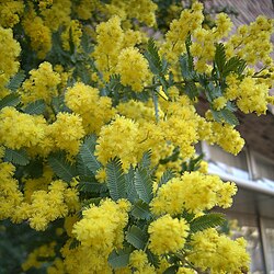 アカシア属:植物学的分類と歴史的変遷