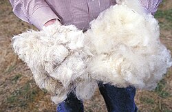 ウールの繊維