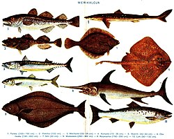 魚類:生物学的特性と多様性