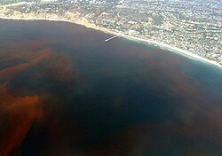 米国カリフォルニア州の赤潮