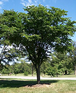 オヒョウ(植物)の生態と利用