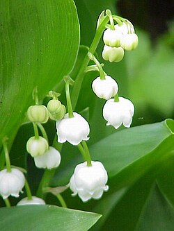 誕生花の一つである鈴蘭