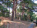 内陸の微地形:河畔砂丘の形成と日本の主な分布