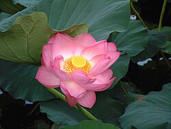 蓮の花