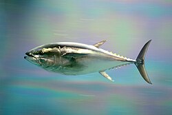 クロマグロの姿