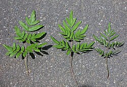 渓流植物の生態と適応戦略