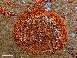 好冷生物:低温環境に適応する極限環境生物の生態と生理機構