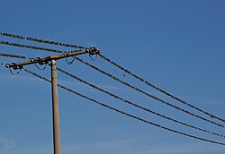 架線で羽を休める鳥の群れ。