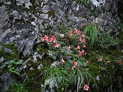 自生品の開花(和歌山県田辺市・渓流沿い)