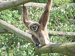 類人猿:生物学的特徴と分類