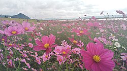 水巻町コスモスまつり