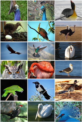 鳥類:進化と多様性の生物学