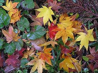 植物における落葉性の生理的メカニズムと生態学的意義