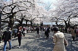 田安門の桜