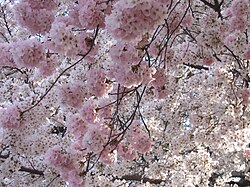 サクラ(桜)の生物学的特徴と歴史的文化的背景