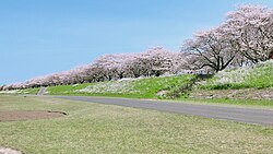 大野川右岸緑地の桜並木