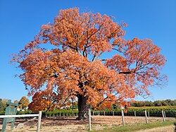 ペルハム(オンタリオ州)のサトウカエデ
