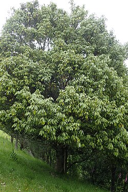 シロダモの葉の様子