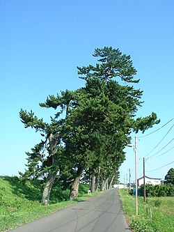 閖上の松並木
