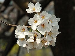 春(季節)の概要と定義