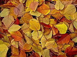 発色団:分子における色彩の源泉
