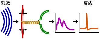 音響科学と聴覚のメカニズム