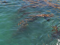海上から見たケルプの森