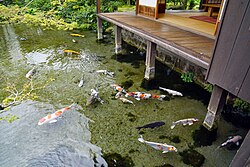 日本庭園の池