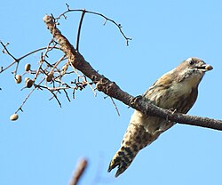 果実を食べるコゲラ