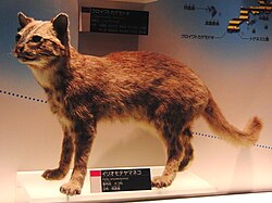 イリオモテヤマネコの姿