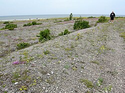 浜堤(ひんてい)の形成と地理的特徴
