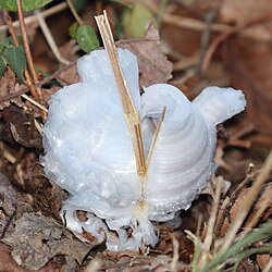 シモバシラ の 茎 の表面から発達する霜柱様の氷の結晶
