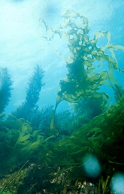 海藻:海洋生態系における役割と人間社会との関わり