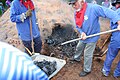 焼き上がった炭の山を崩している